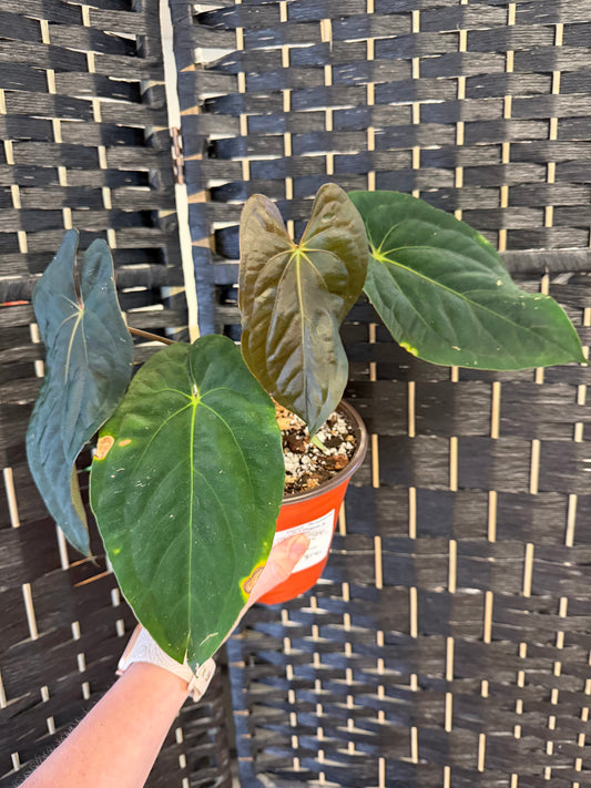 Anthurium Dark Phoenix X Panamama 6in