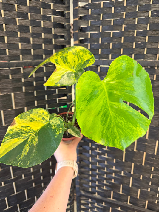 Monstera Aurea, Var. 4in