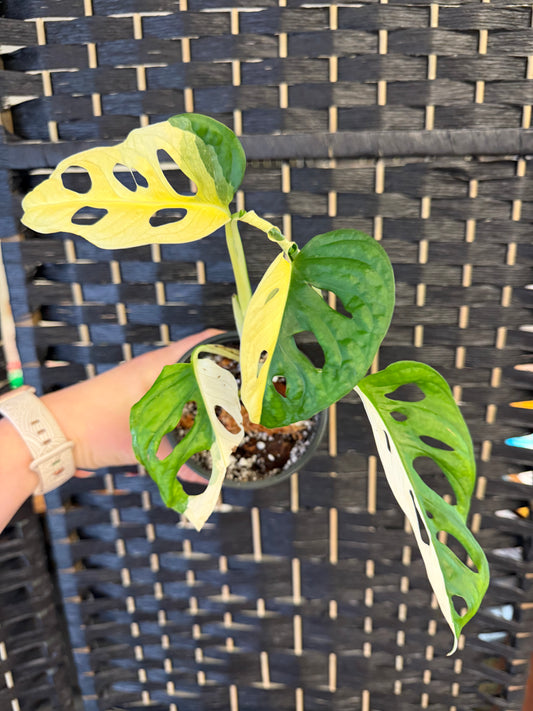 Monstera Adansonii TriColor 4in