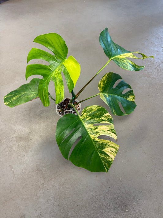 Monstera Borsigiana Aurea 6in