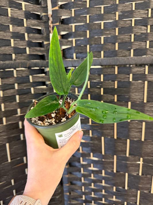 Barrieri Monstera 4in