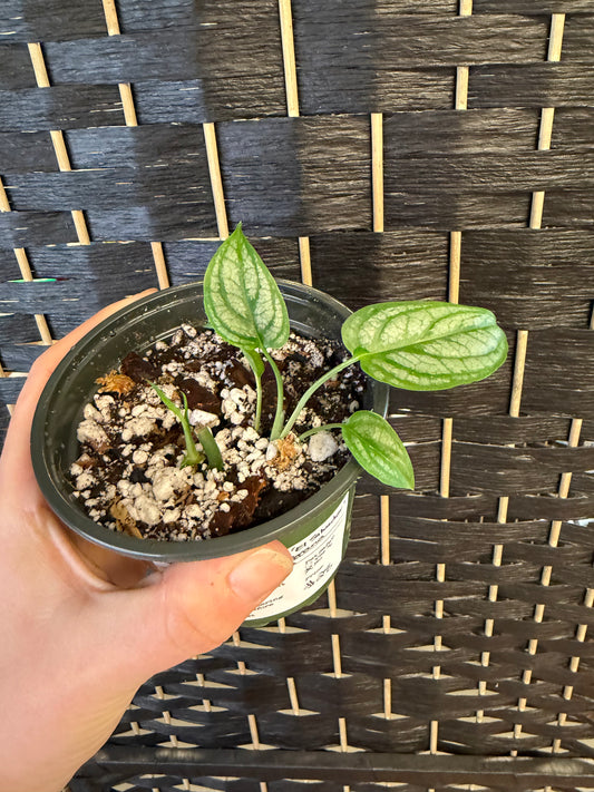 Monstera Siltpecana El Salvador 4in