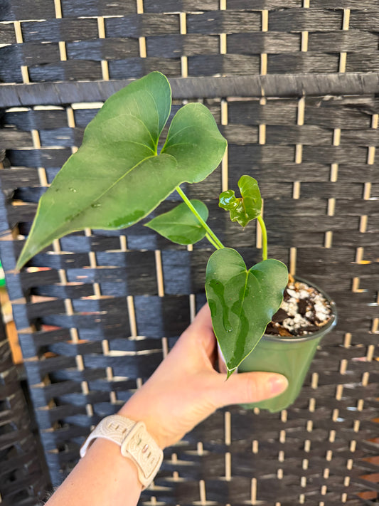 Brownii Anthurium 4in