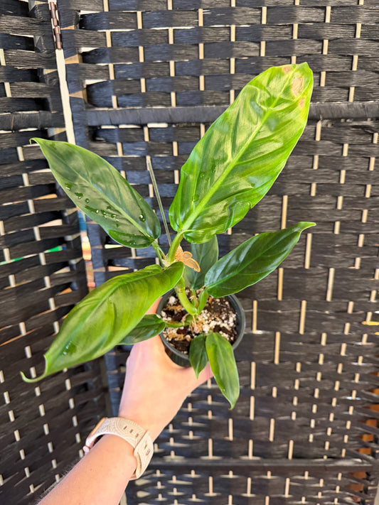 Subhastum Philodendron 4in