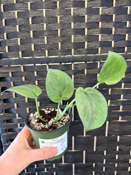 Lucens Scindapsus 4in