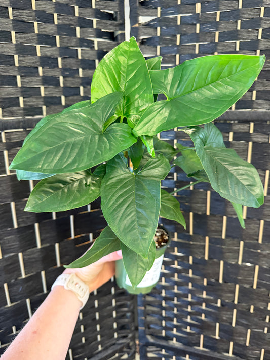 Podophyllum Syngonium 4in