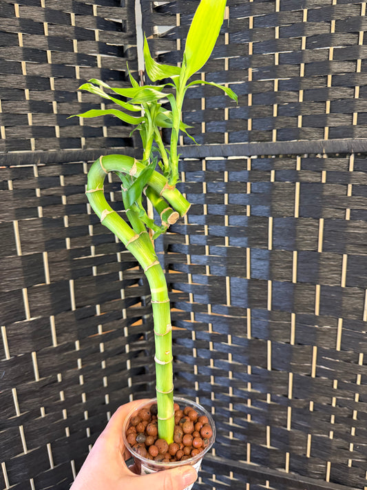Lucky Bamboo