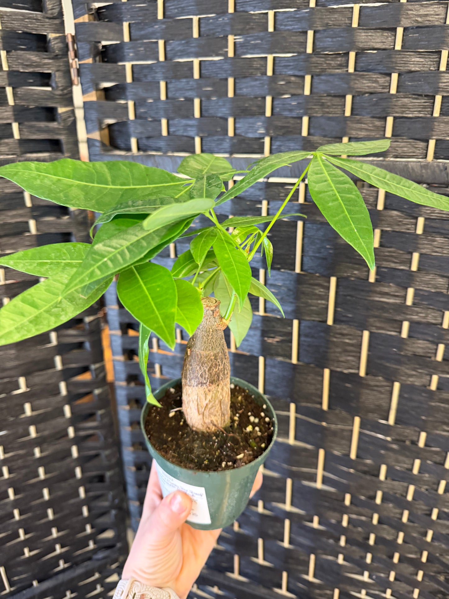 Money Tree Stump 4in