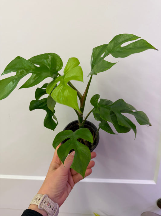 Minima Philodendron 4in