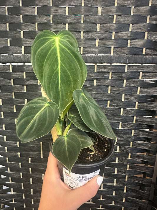 Philodendron Melanochrysum 4in