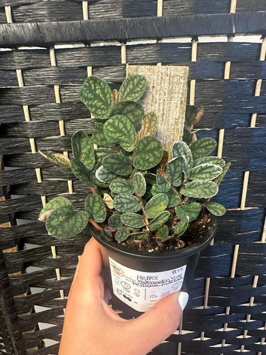 Watermelon Vine 4in