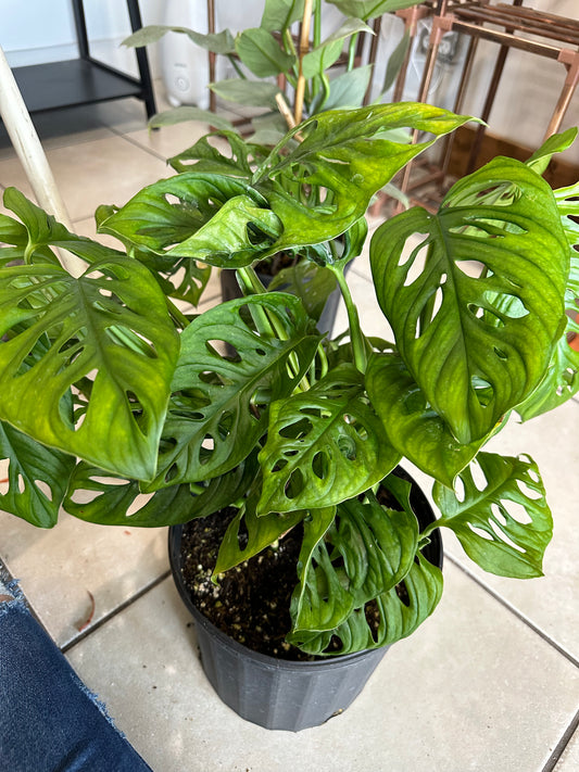 Philodendron Oblique- 2 gallon