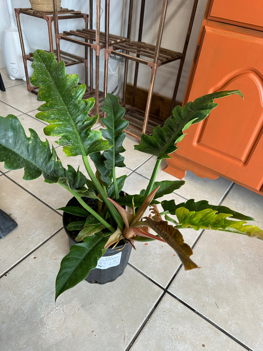 Philodendron Jungle Boogie- 2 Gallon