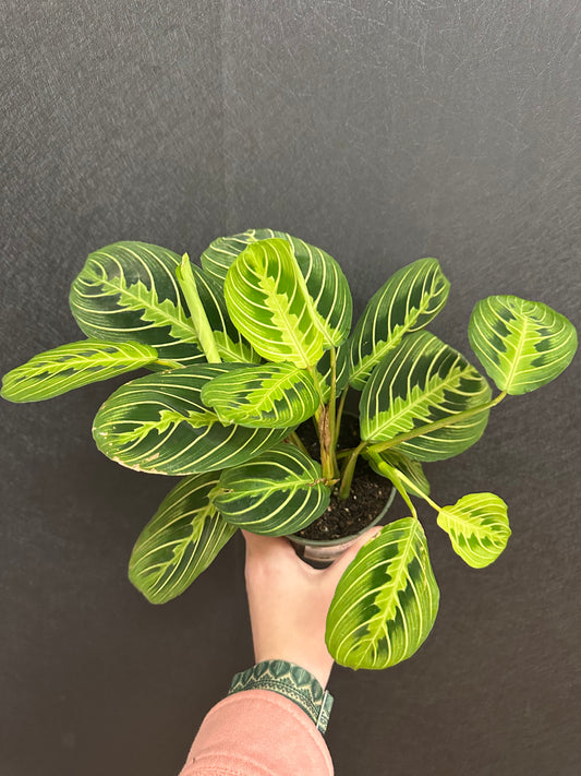 Lemon Lime Calathea 4in