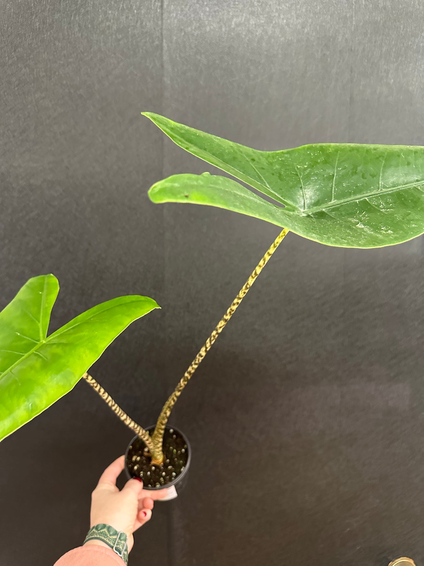 Alocasia zebrina 4in