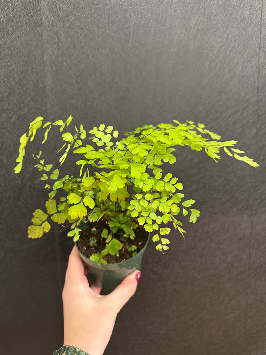 Maidenhair Fern 4in