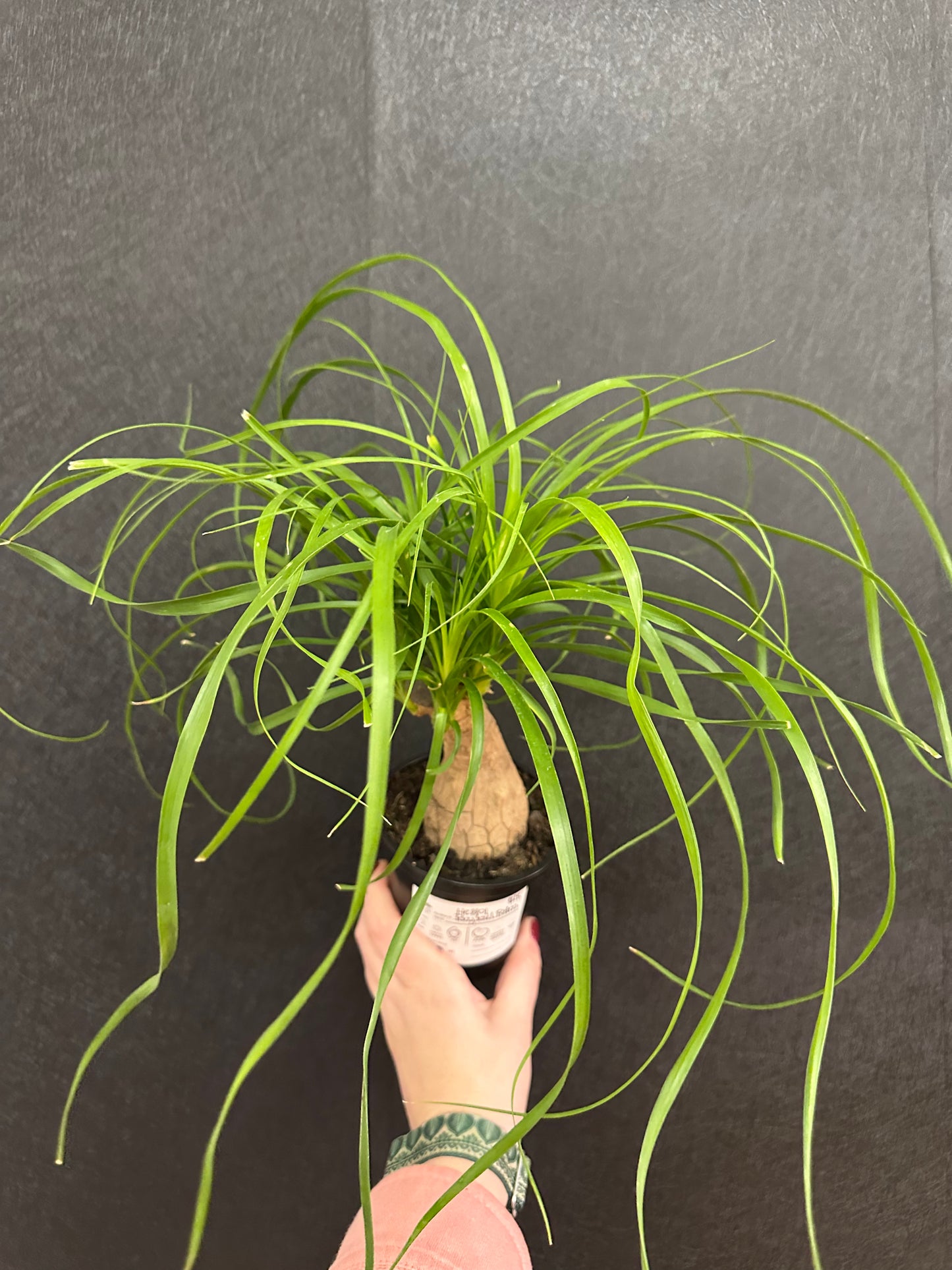 Ponytail Palm Stump 4in