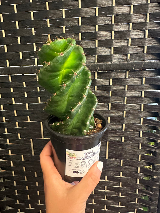 Spiralis Cereus Validus 4in