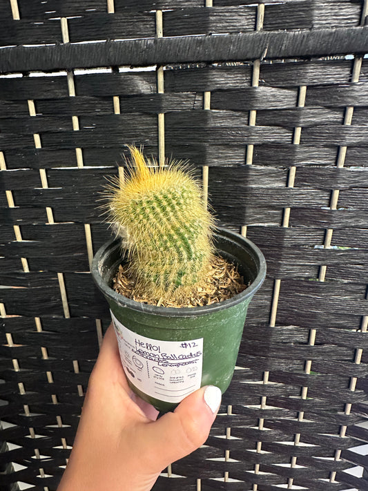 Lemon Ball Cactus 4in
