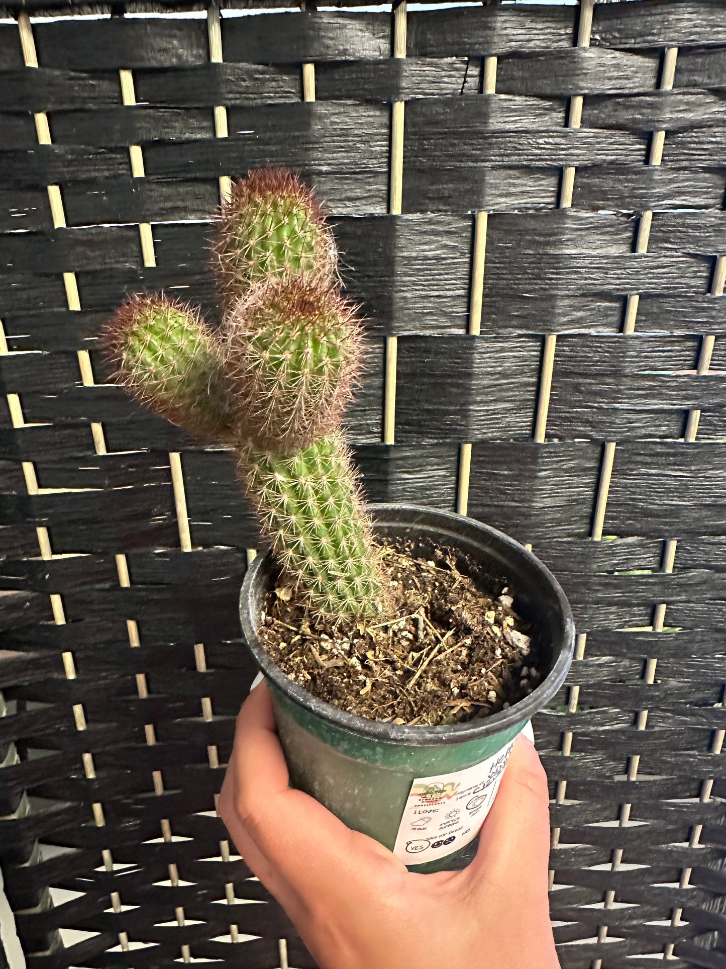 Winteri Red Cactus 4in