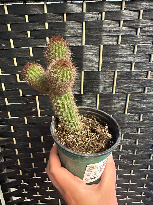 Winteri Red Cactus 4in