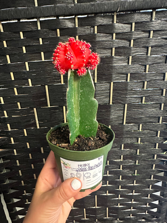 Color Top Cactus 4in