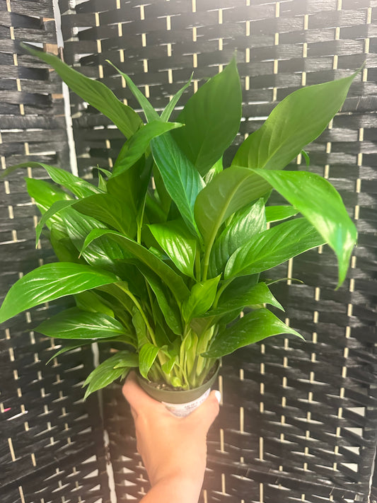Peace Lily 4in