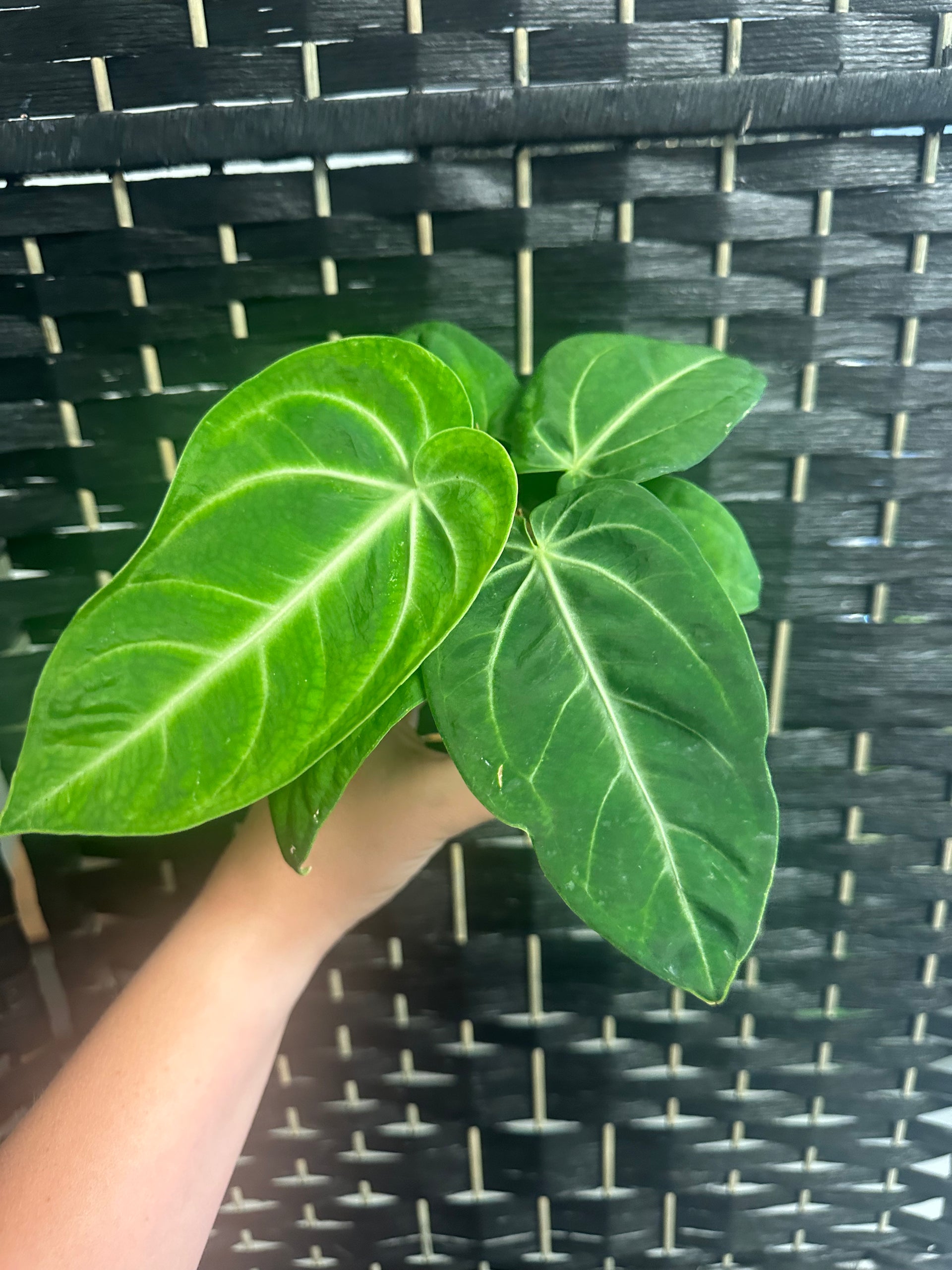 anthurium villenaorum care Anthurium Villenaorum x Croat 4in – Blossom + Branch Houseplants