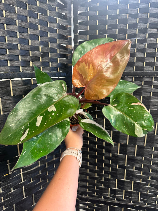 Red Anderson ‘Pink Knight’ Philodendron 4in