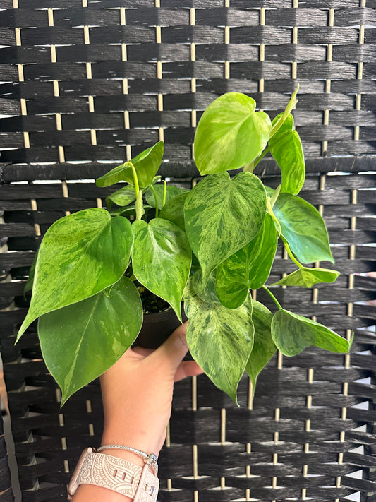 Variegated Heartleaf Philodendron 4in