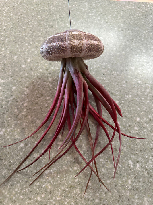 Jellyfish Airplant