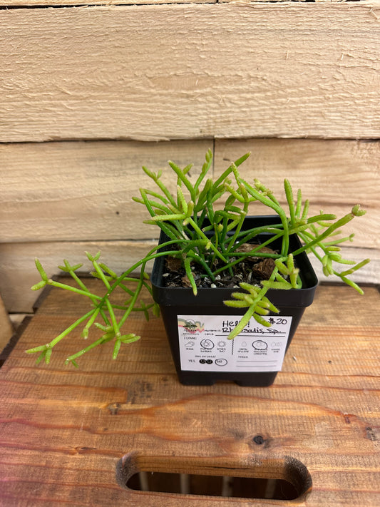 Rhipsalis, Sp. 4in