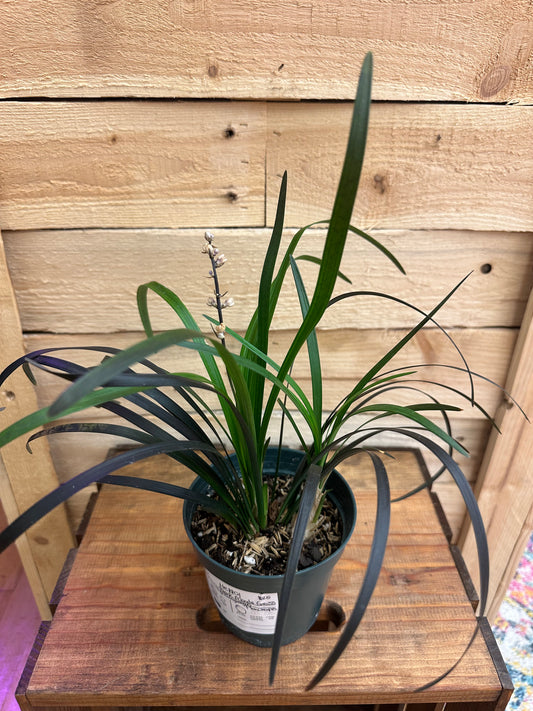 Black Mondo Grass 4in