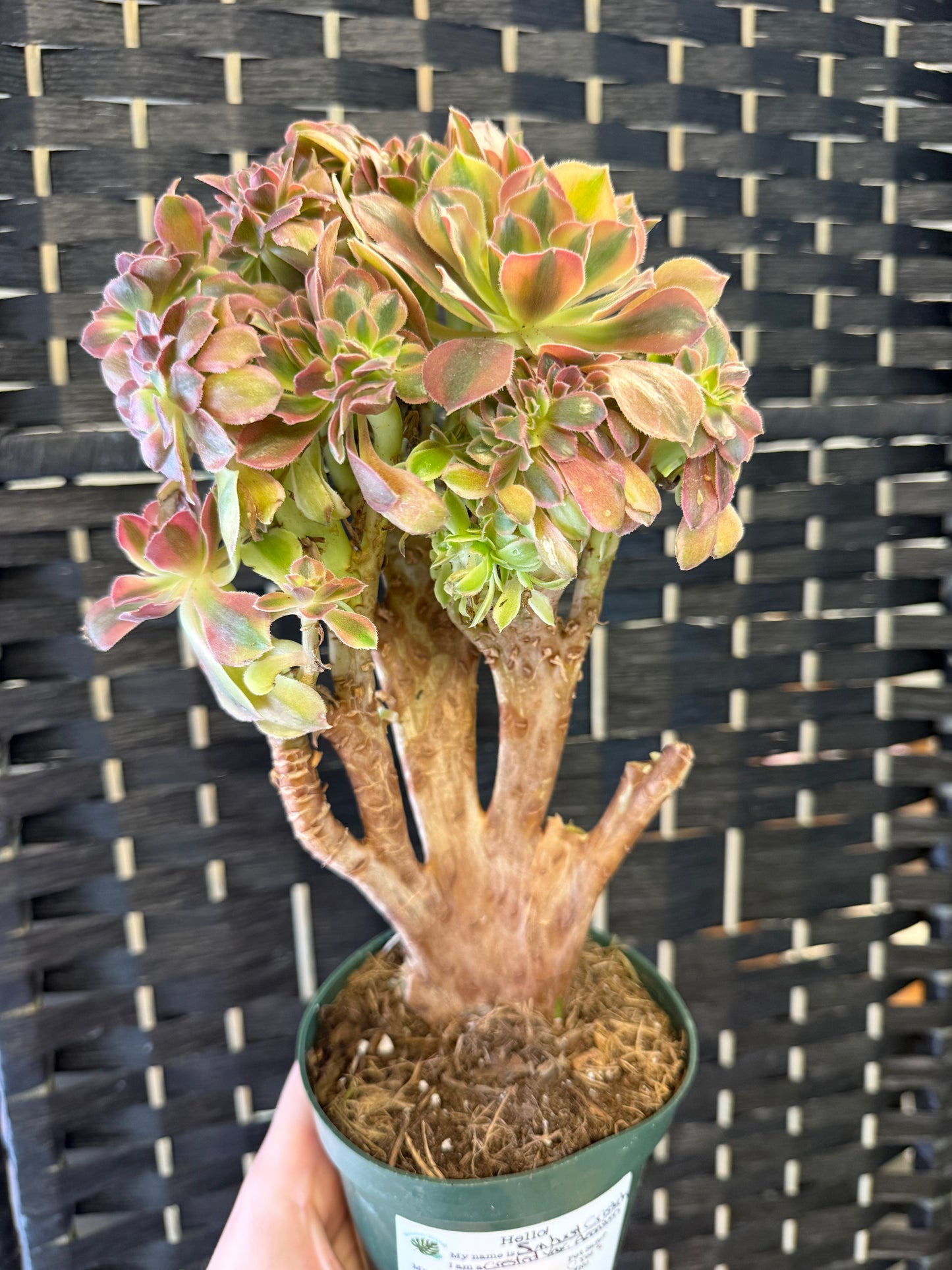 Sunburst Cristata (Crested Variegated Aeonium) 4in