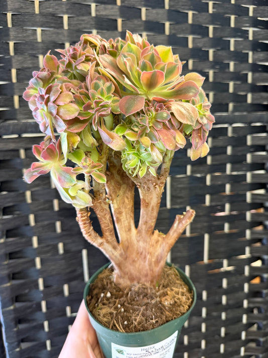 Sunburst Cristata (Crested Variegated Aeonium) 4in