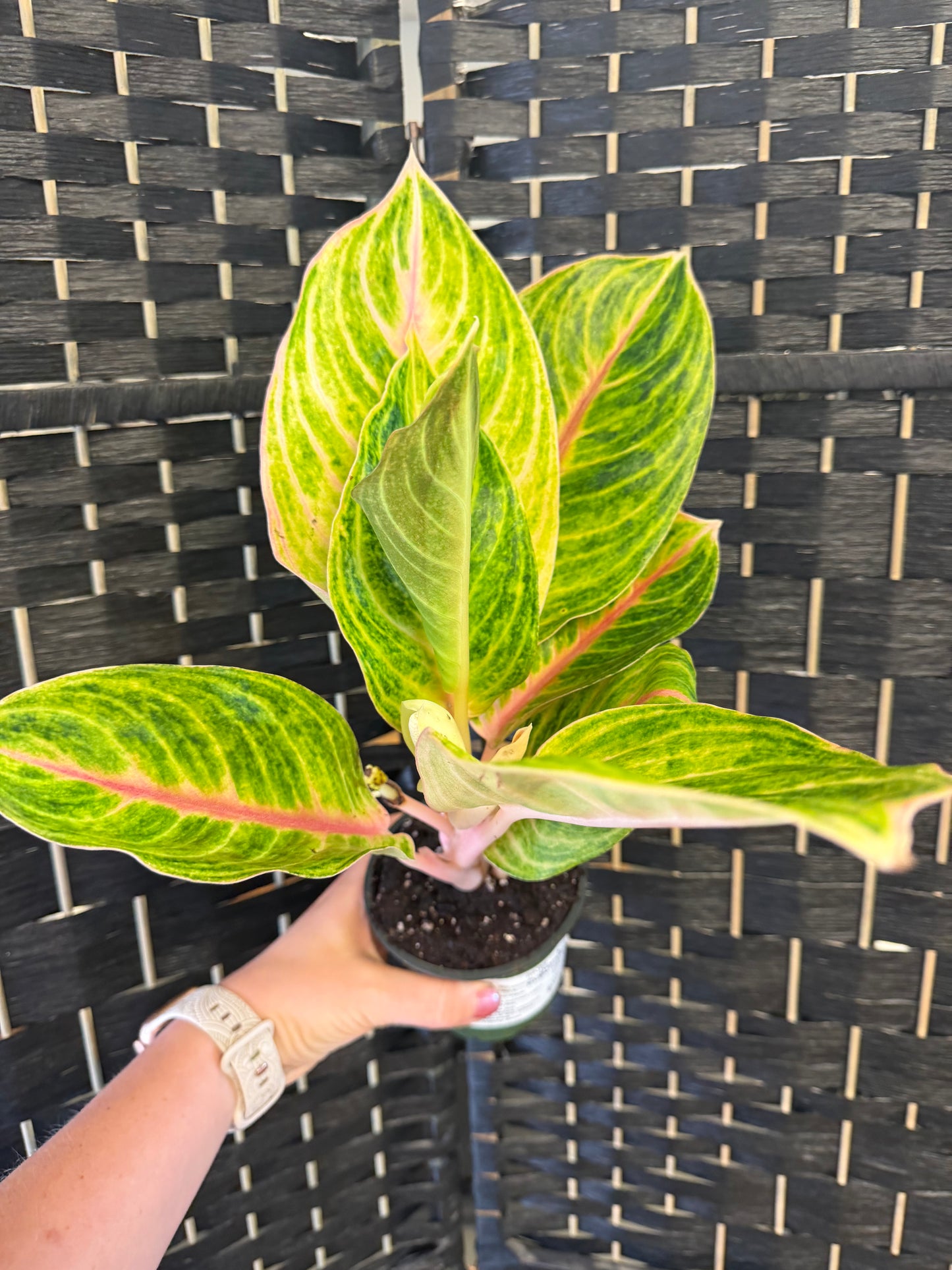 Juuli Aglaonema 4in