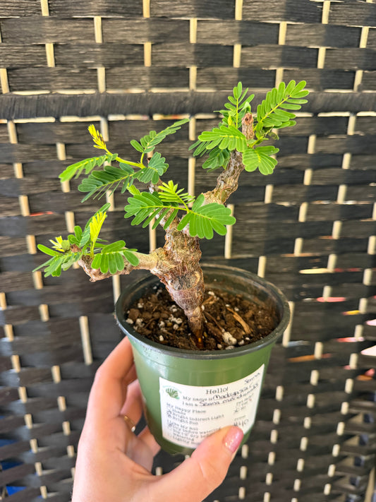 Madagascar Senna 4in