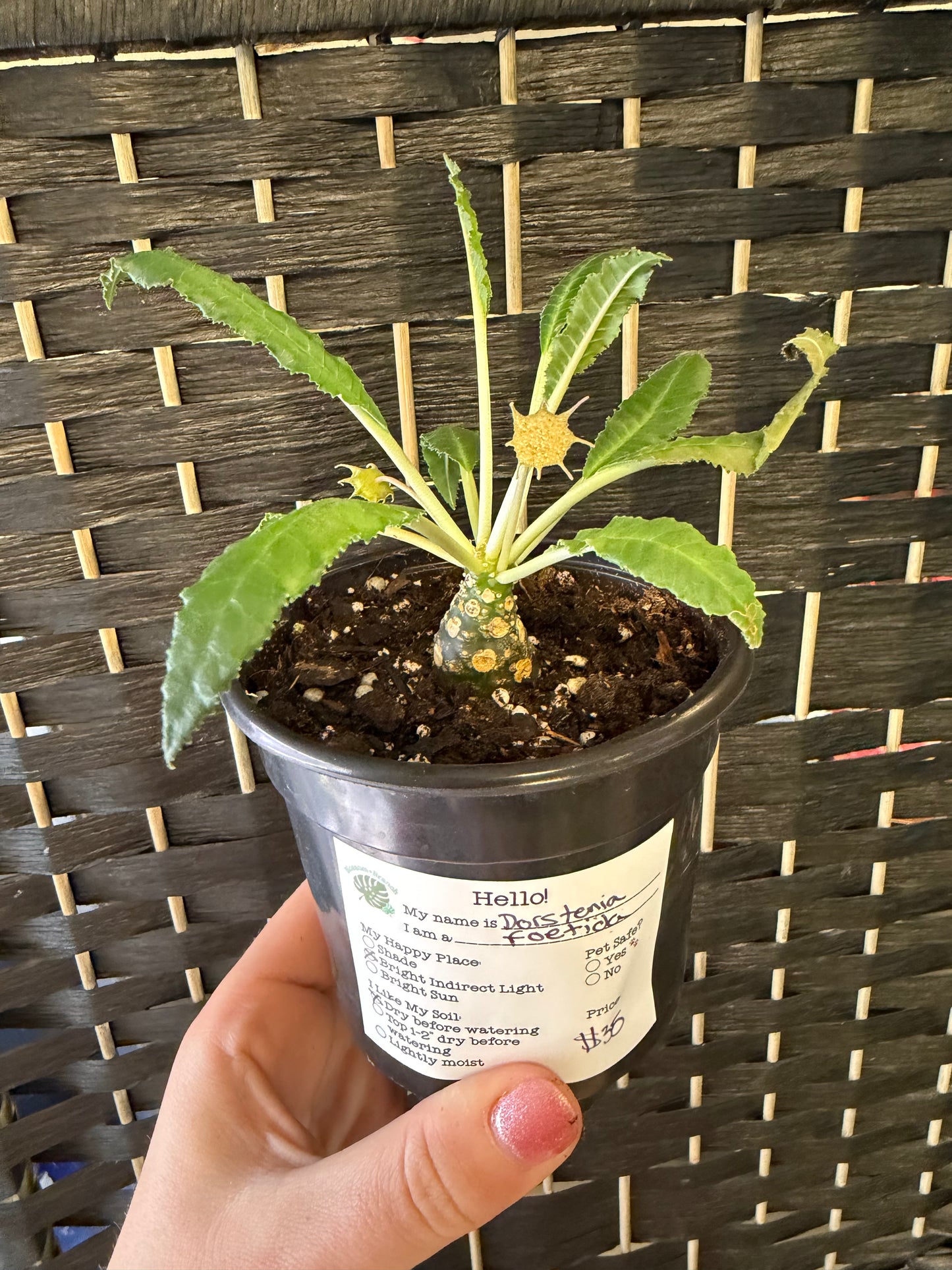 Dorstenia Foetida 4in