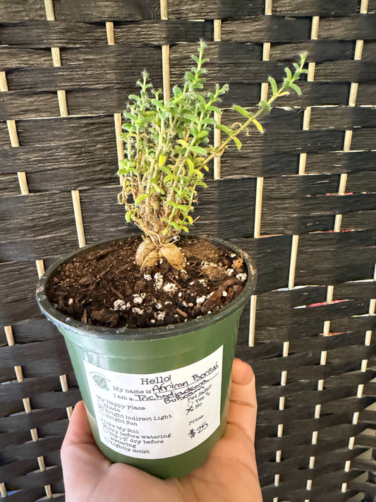 African Bonsai 4in