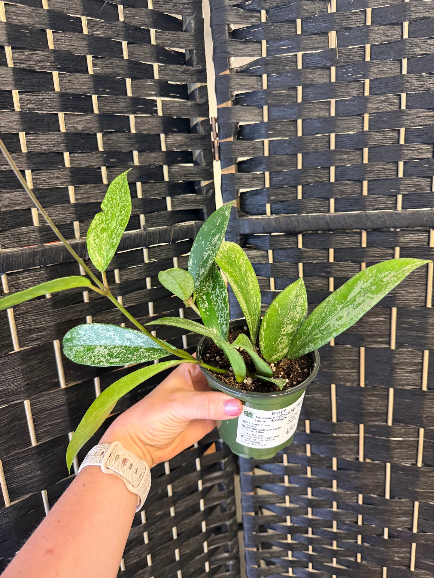 Pubicalyx Splash Hoya 4in