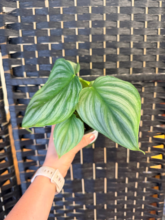 Philodendron Pastazanum x Plowmanii 4in