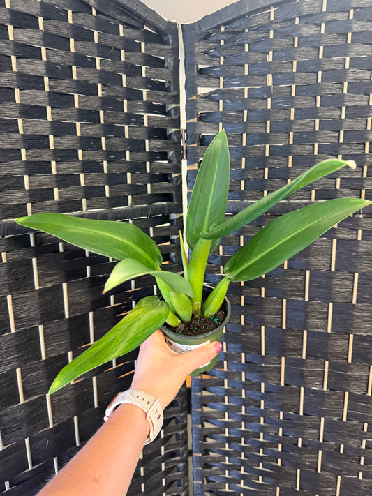Philodendron Fat Boy 4in