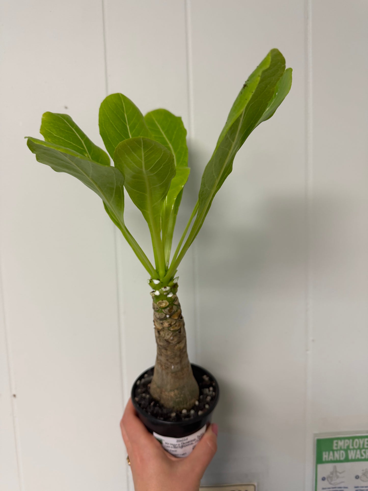 Hawaiian Palm 4in