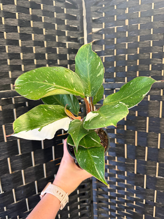 White Knight Galaxy Philodendron 4in
