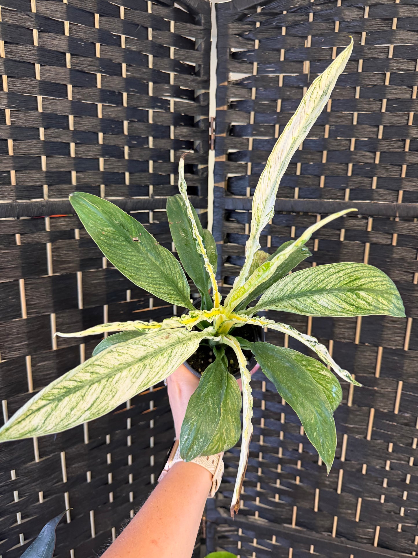 Sensation Mint Peace Lily 4in