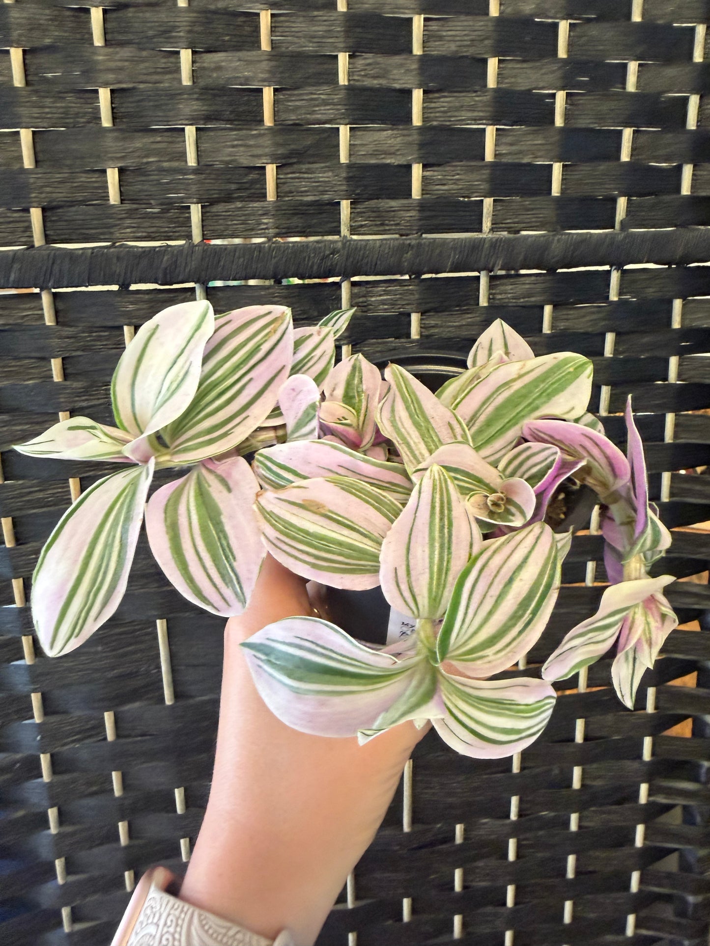 Pink Lilac Tradescantia 4in