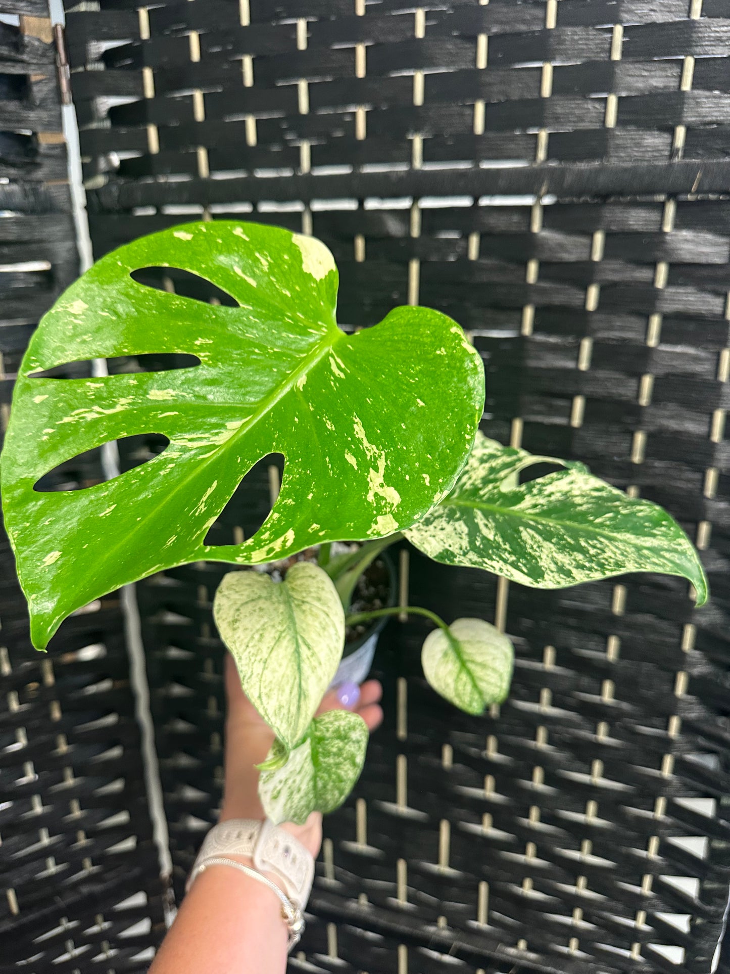 Monstera Mint 4in