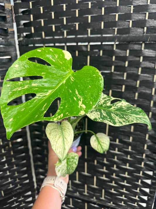 Monstera Mint 4in