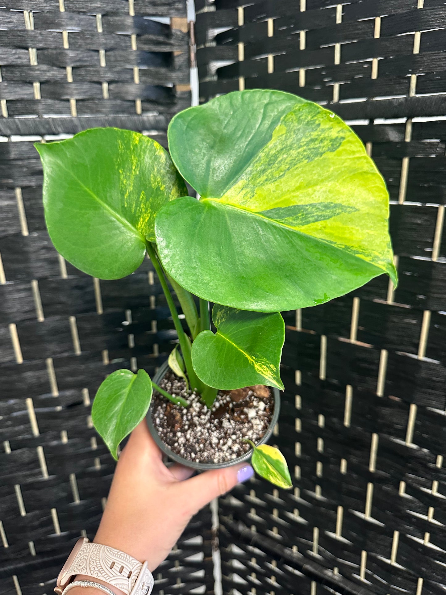 Yellow Marilyn Monstera, 4in