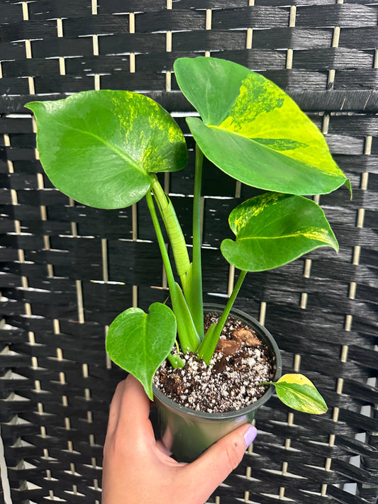 Yellow Marilyn Monstera, 4in